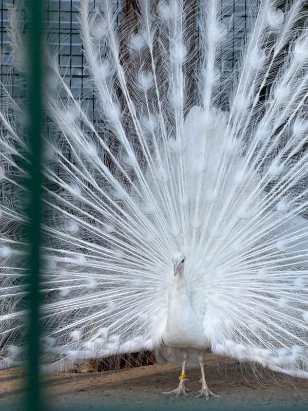 Zoo animals observed in Rusanovo, Russia facility