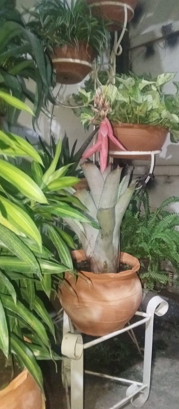 Resident documents home plant collection in Tinaquillo, Venezuela