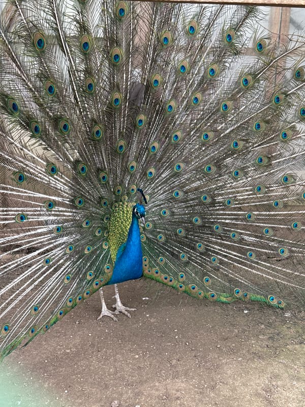 Wildlife viewing documented at Sofia facility