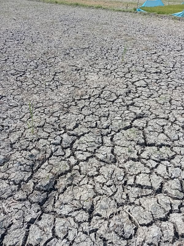 Dry conditions stress rice fields near Lhokseumawe