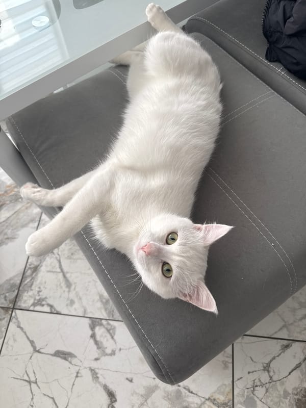 Casual domestic moments with cats documented in Burgas