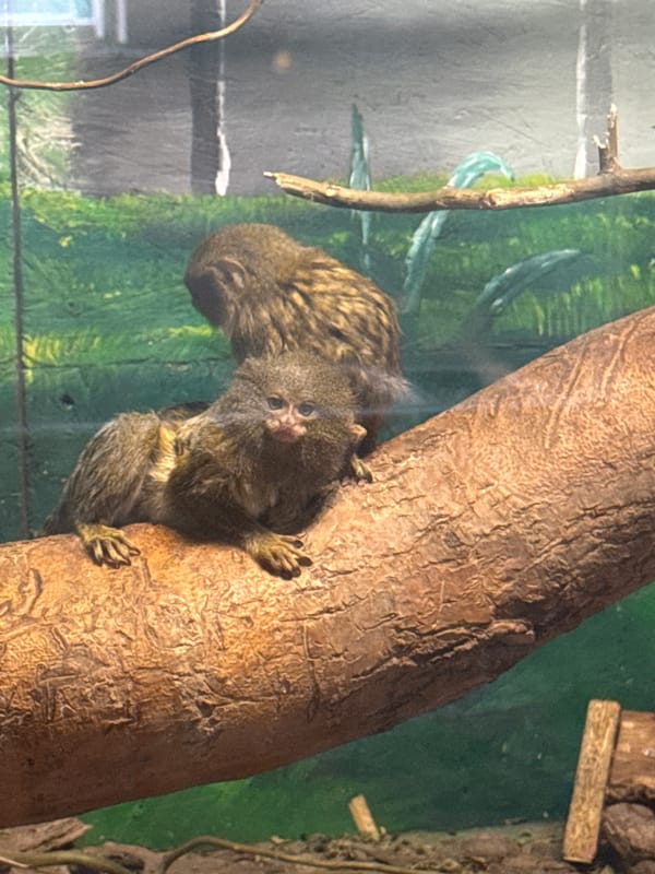 Visitor documents zoo animals in Zaliznychne, Ukraine