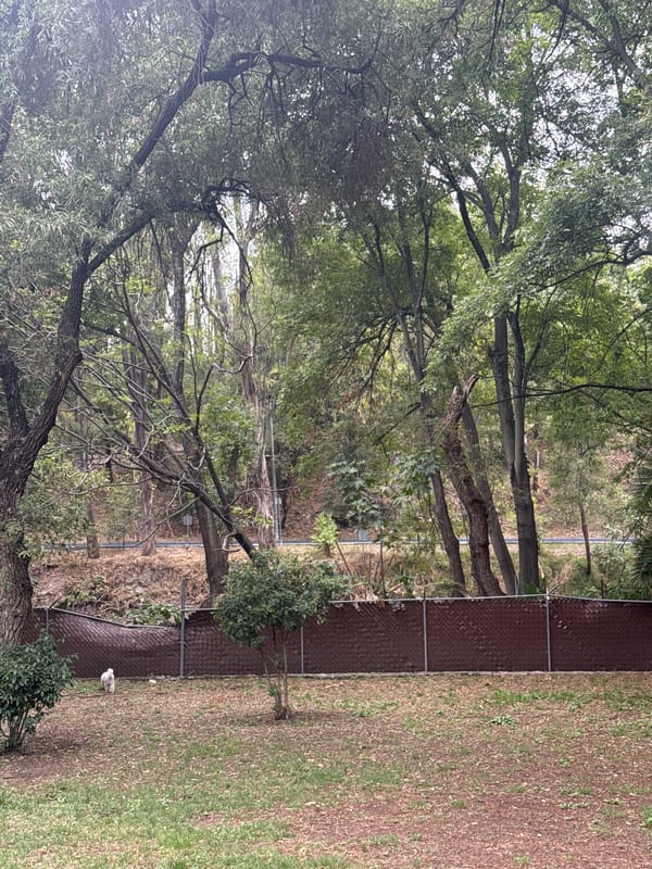 Quiet evening moments documented across Puebla residential areas