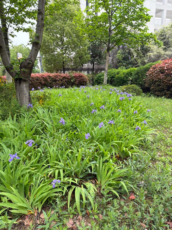 Morning walk documented through Jiangning District streets and campus