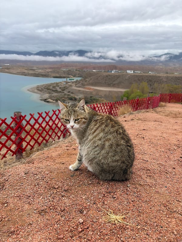 Tabby cat spotted near red fence in Tong, Kyrgyzstan