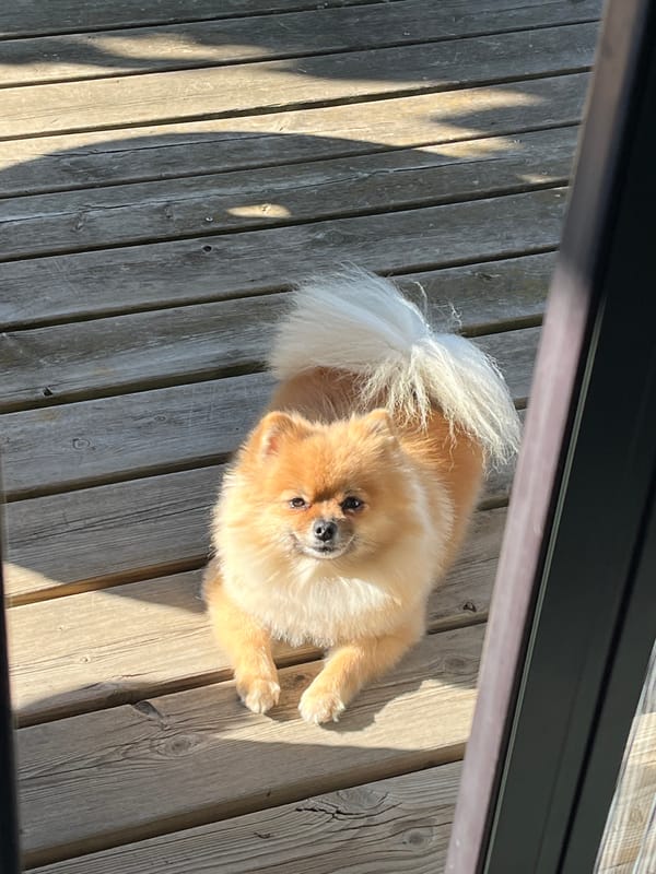 Quiet morning at home in Chambœuf — dog, deck, and a selfie