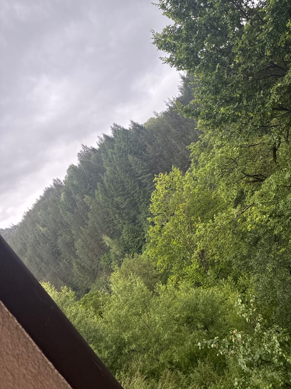 Overcast forest scene documented in Smolyan, Bulgaria mountains