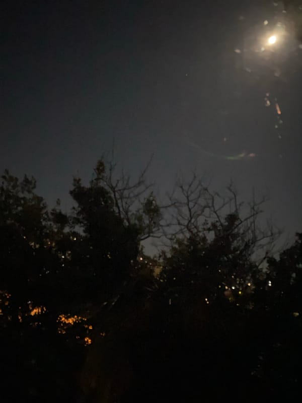 Night scene with bright moon and silhouetted trees in Sochi