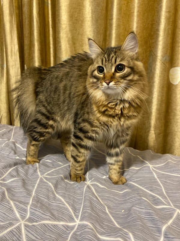 Evening life snapshots from Chaikovsky Russia residents and pets