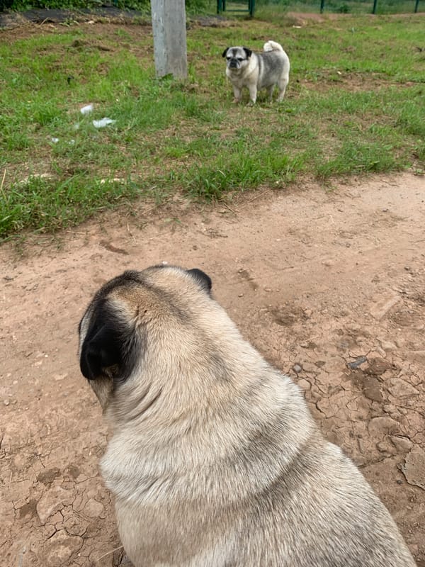 Pugs and a husky mix hanging out in a Sergeevo backyard