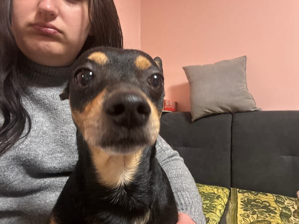 Resident photographs and plays with small dogs at home