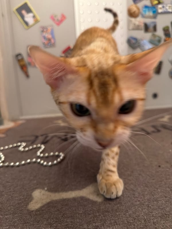 Orange tabby cat photographed looking at camera in Russia