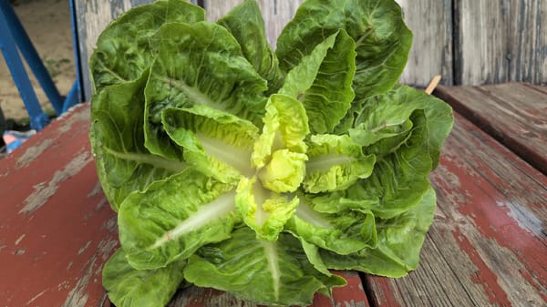 Garden flowers and fresh produce in Rastenberg