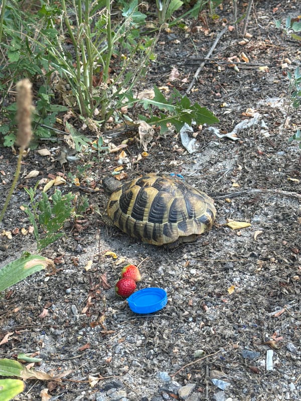 Tortoise explores dirt patch alongside strawberries in Generalovo