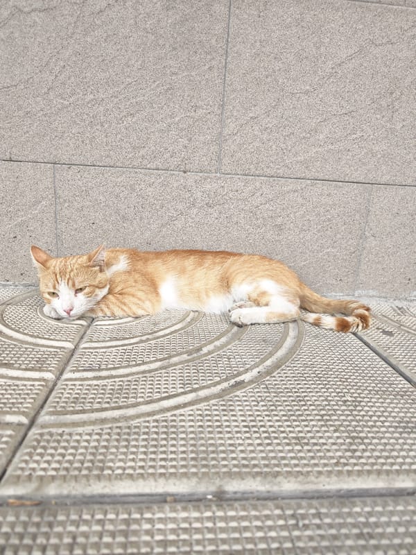 Ginger cat explores a tiled patio in Pazardzhik