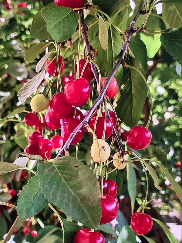 Farm-to-table breakfast preparation in Voluntari featuring fresh cherries and eggs