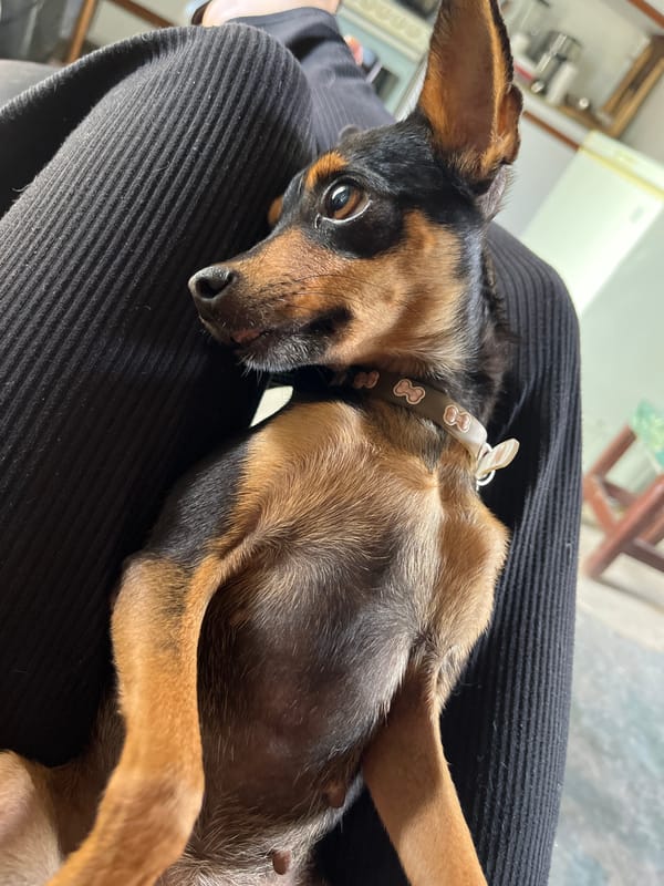 Small dog rests on lap in Juan Griego