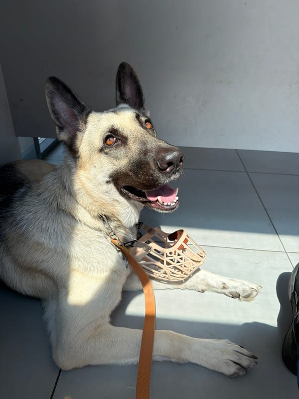 Muzzled German Shepherd resting indoors, Rostov-on-Don