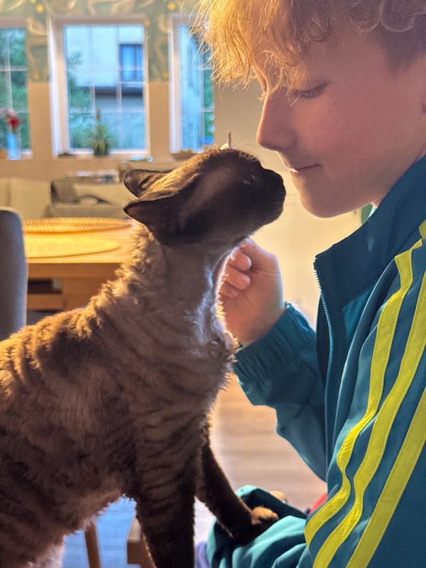 Lazy summer afternoon with a Devon Rex cat in Carnikava
