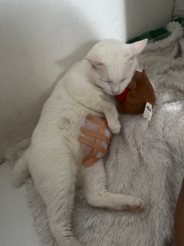 Bandaged white cat recovers with stuffed animal in Jakarta