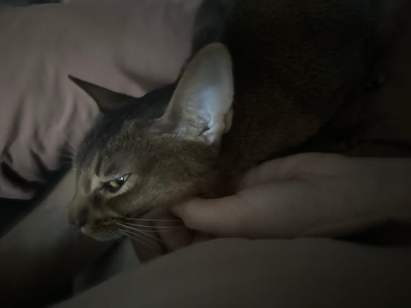 Cat receives gentle petting in quiet Moscow bedroom moment