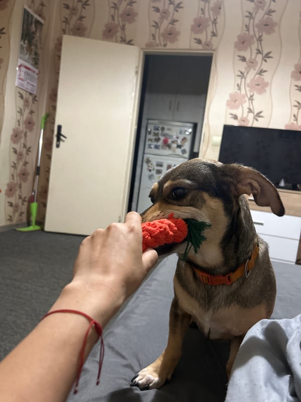 Dog portraits and nature scenes captured during afternoon hours