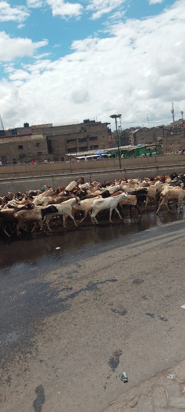 Goat herd crosses flooded street in Nairobi