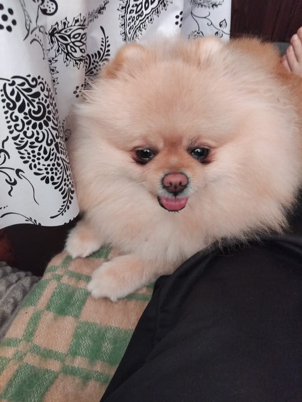 Pomeranian dog rests on patterned bedding in Bulgarian home