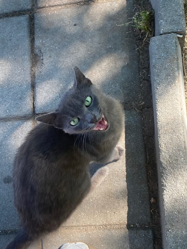Grey cat on a patio, pausing and eating scattered dry food