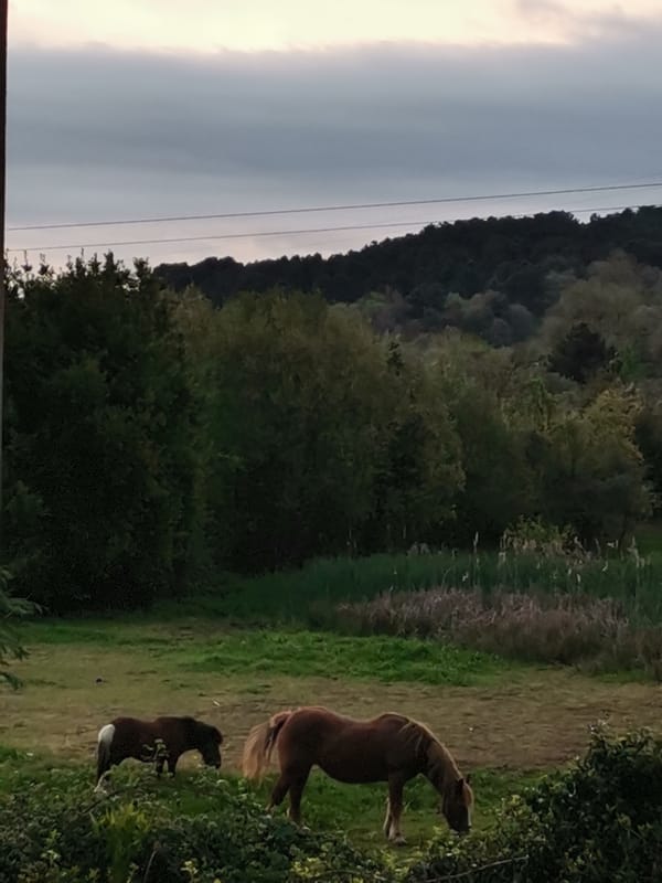 Horses graze near construction site during evening hours