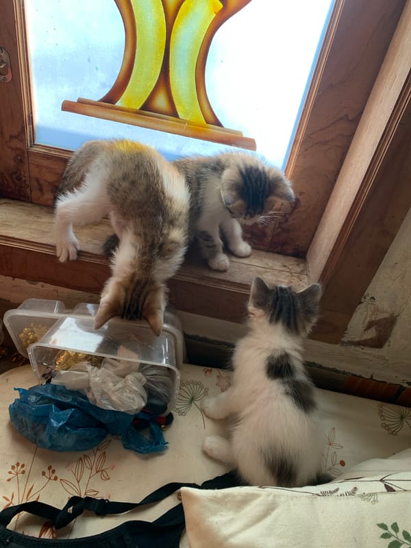Kittens and their mom at home in Tanjungsepreh