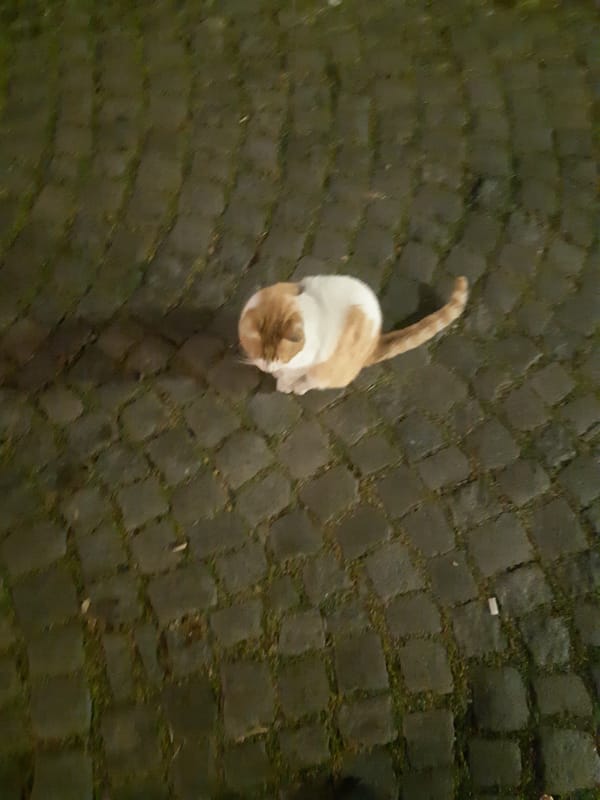 Orange cat spotted on cobblestone street in Plovdiv, Bulgaria