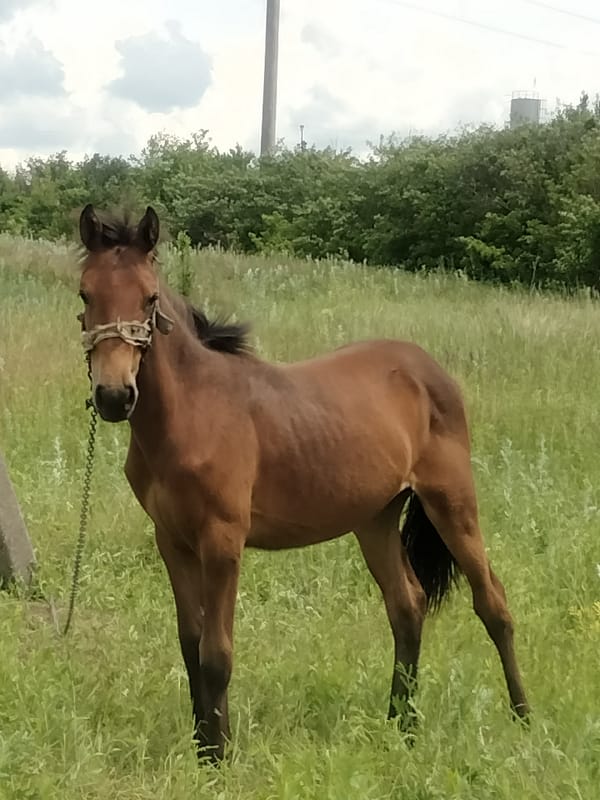 Summer morning in Ananiv: wildflowers, a horse, and a cat