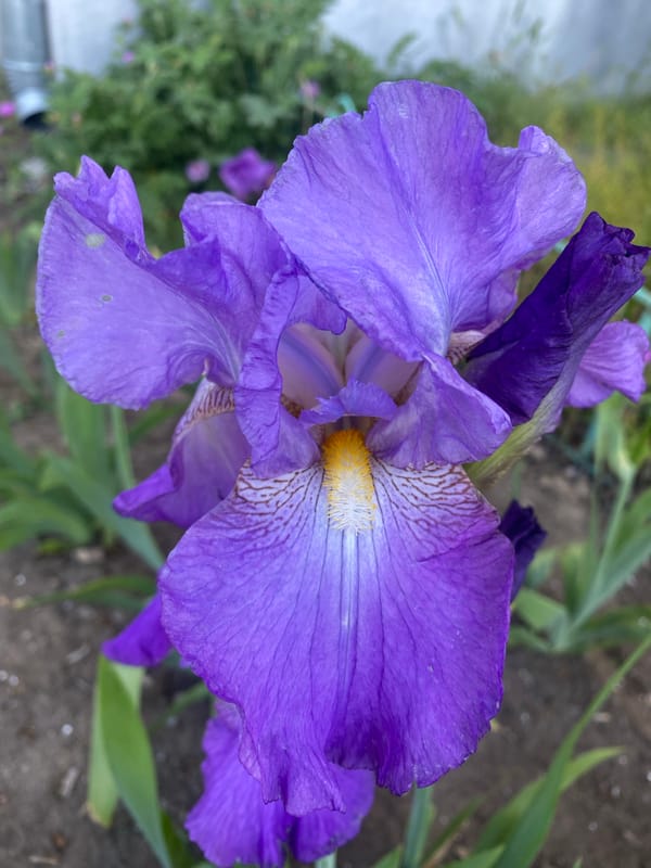 Colorful iris flowers bloom in Dnipro garden