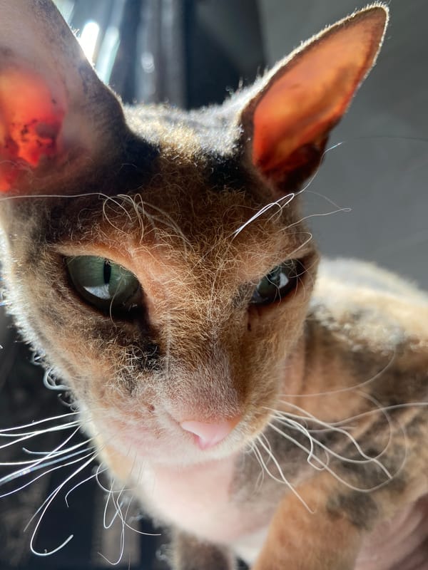 Cornish Rex cat photographed around Tujmazy in multiple settings