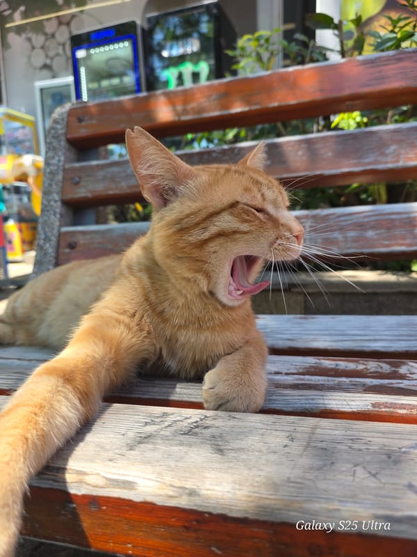 Orange tabby cat spotted yawning on park bench in Sveti Vlas