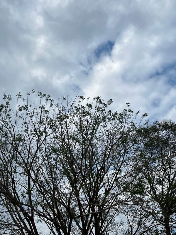 Evening sky and flower observations captured in Tinaquillo, Venezuela