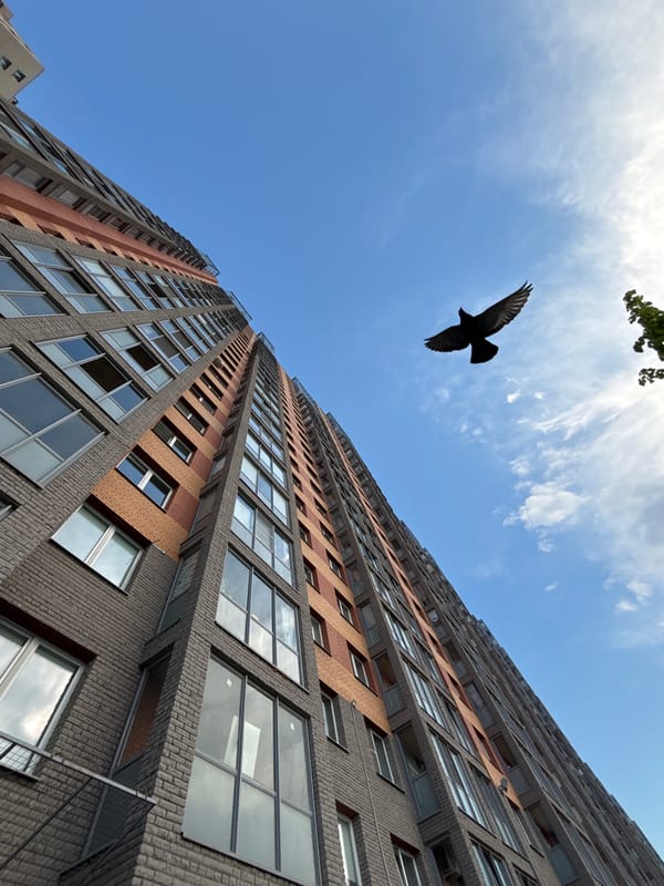 Bird flies past apartment building in Kudrovo, Russia