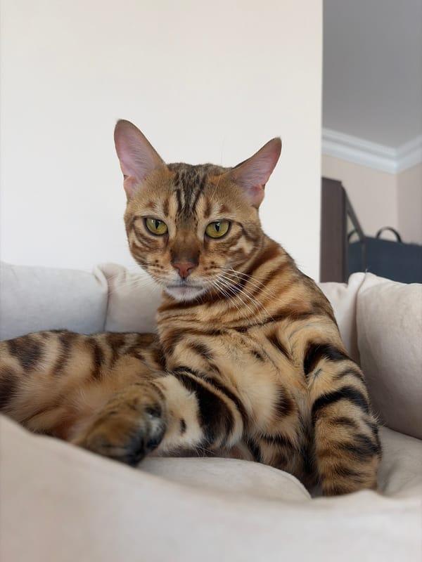 Bengal cat relaxing and grooming in a Krasnoyarsk apartment