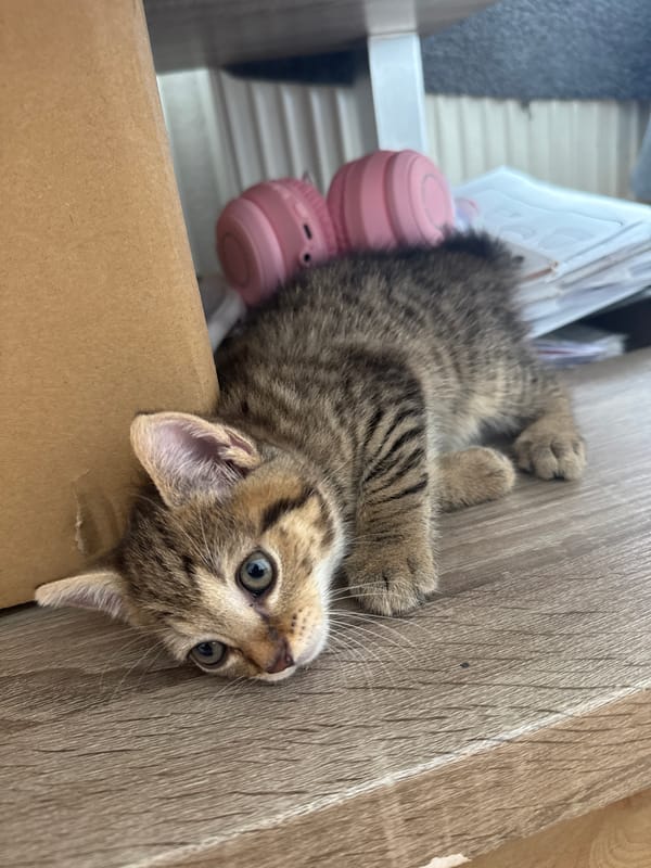 Household odds and ends, a kitten, and backyard glimpses