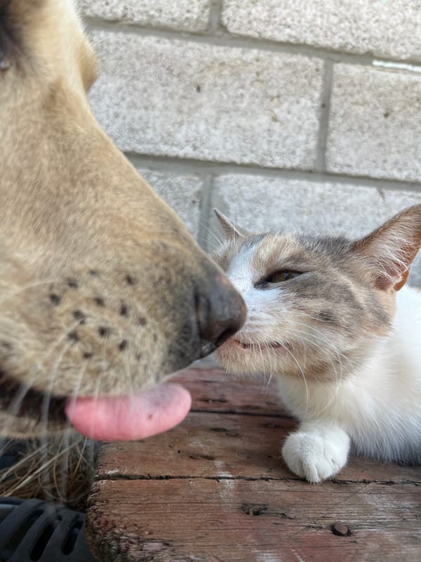 Dog and cat hang out together in a Dnipro backyard