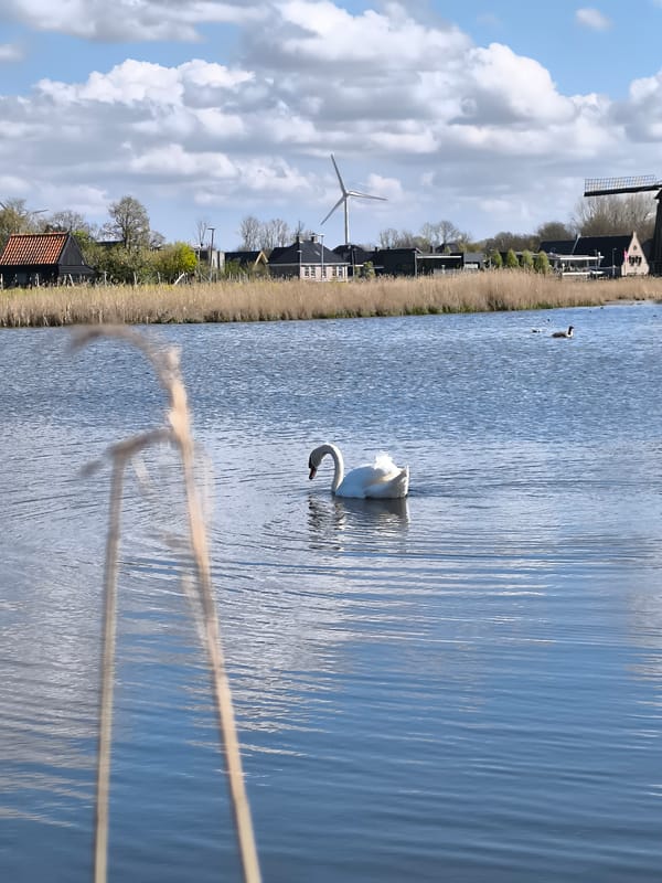 Swan glides past traditional windmill in Alkmaar waterway
