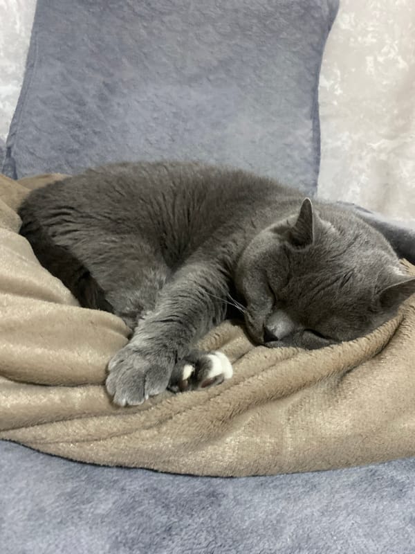 Grey cat sleeps curled up in Russian town