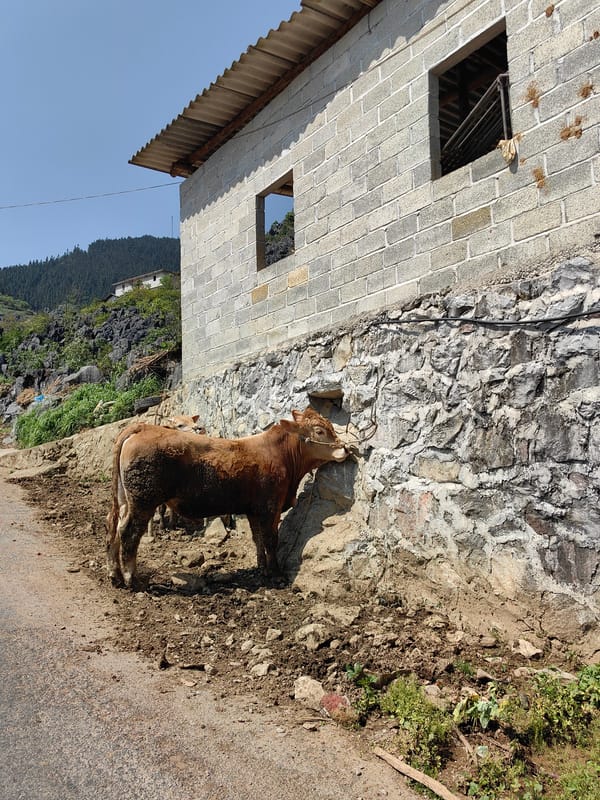 Rural morning scenes captured in northern Vietnam's Lũng Cú Commune