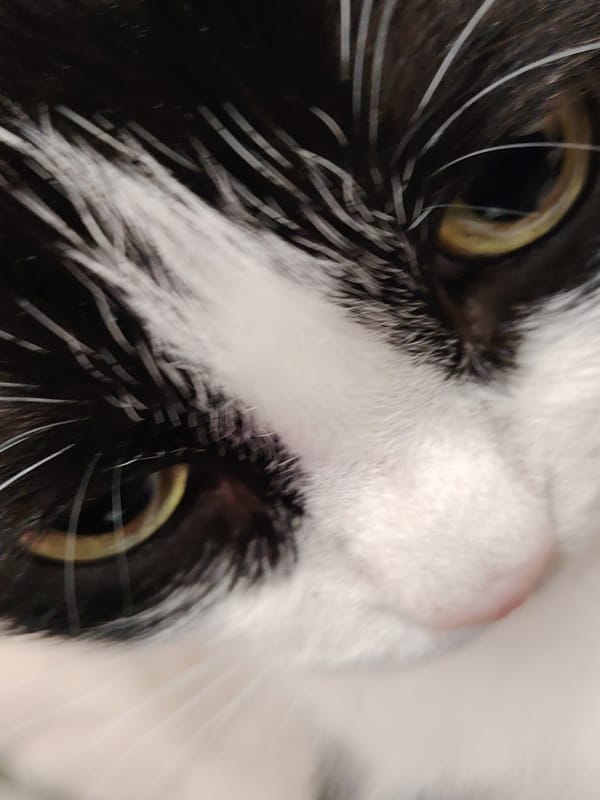 Black and white cat photographed multiple times looking upward