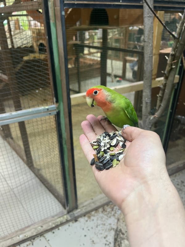 Birds hand-fed seeds at Yekaterinburg zoo setting