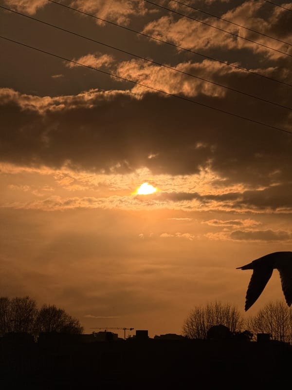 Sunset pigeons and dramatic skies observed in Vila Nova de Gaia