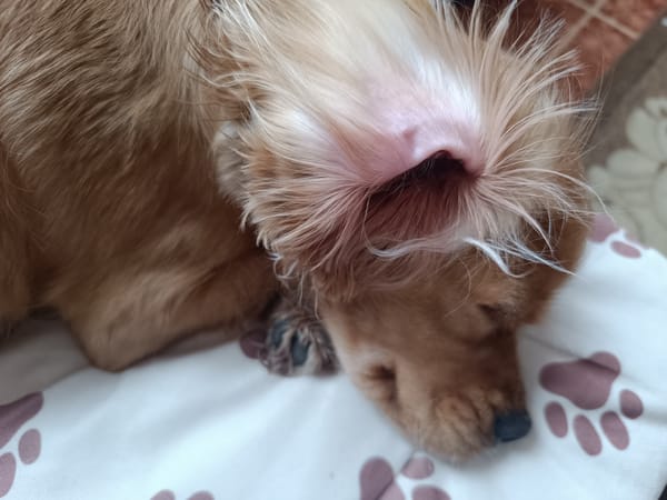 Quiet afternoon moments with sleeping dog and dessert in Pleven