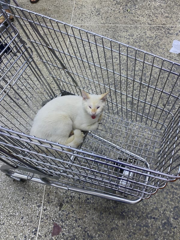 White cat rests in shopping cart in Tinaquillo, Venezuela