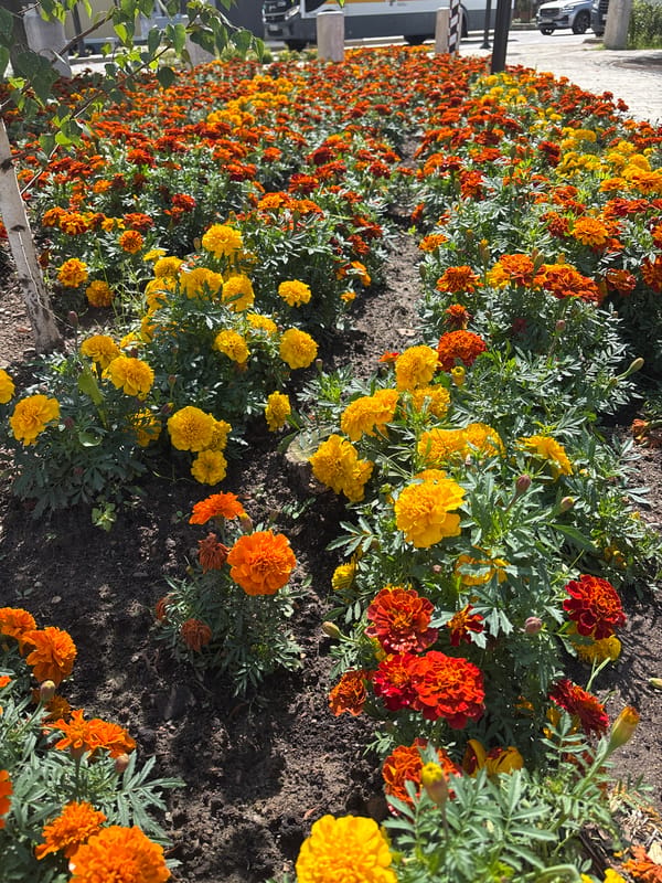 Flowers and plush toys at a gift shop in Zvenigorod